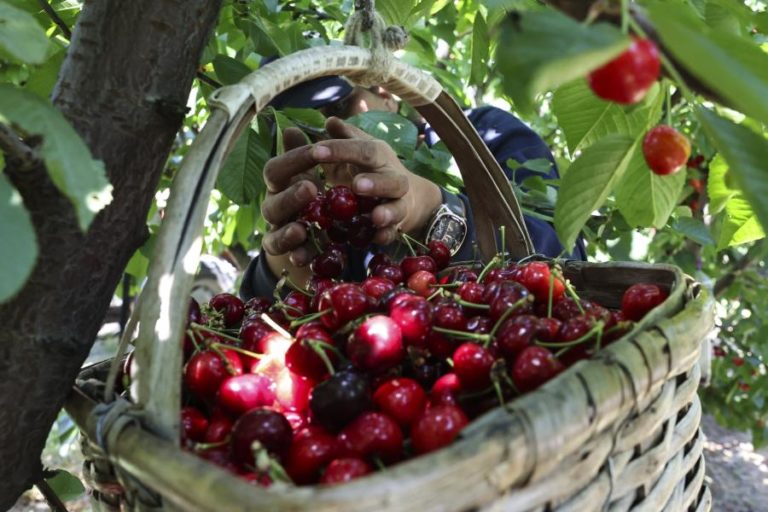 Campanha da cereja no Fundão pode correr melhor do que nos últimos três anos