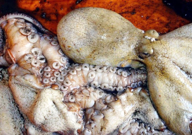 Suspenso defeso do polvo no Algarve devido a perdas provocadas pelo mau tempo