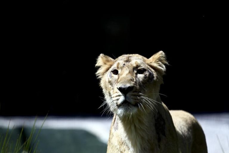 Parque moçambicano do Zinave com mais de 5.000 animais e 16 espécies