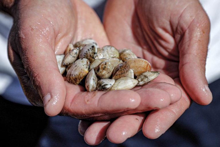 Novas regras para a apanha de bivalves entram hoje em vigor