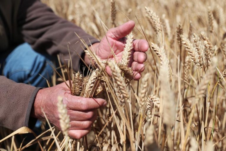 Mau tempo: Agricultores portugueses vão receber mais 30 ME — Governo