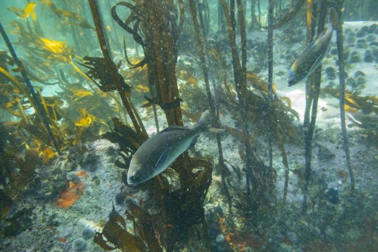 Dia Mundial dos Oceanos alerta para importância das áreas marinhas protegidas