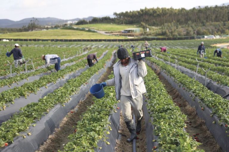 Tribunal da UE anula multa de 2,9 ME de Bruxelas a Portugal sobre gestão de apoios agrícolas
