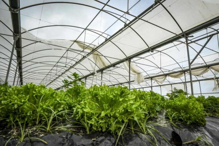 Bruxelas dá ‘luz verde’ a apoio de 30 ME para agricultores portugueses
