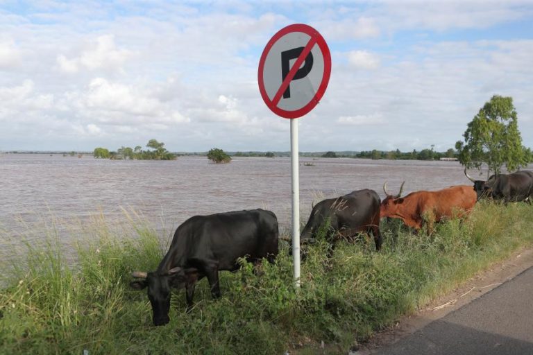Cheias cortam em 22% produção de carne bovina em Moçambique