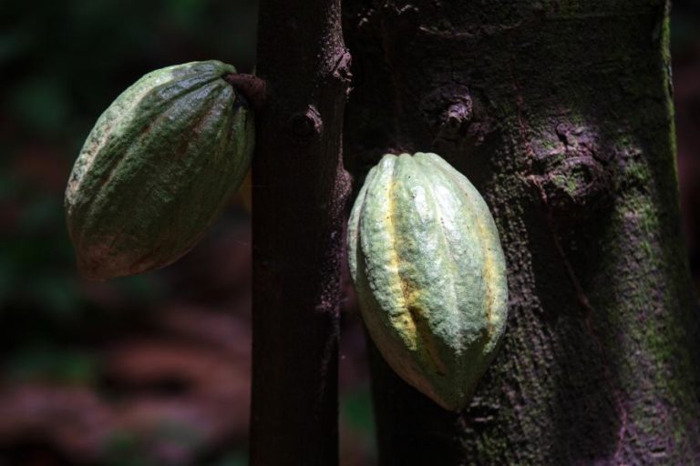 Cacau sobe para novo máximo desde janeiro