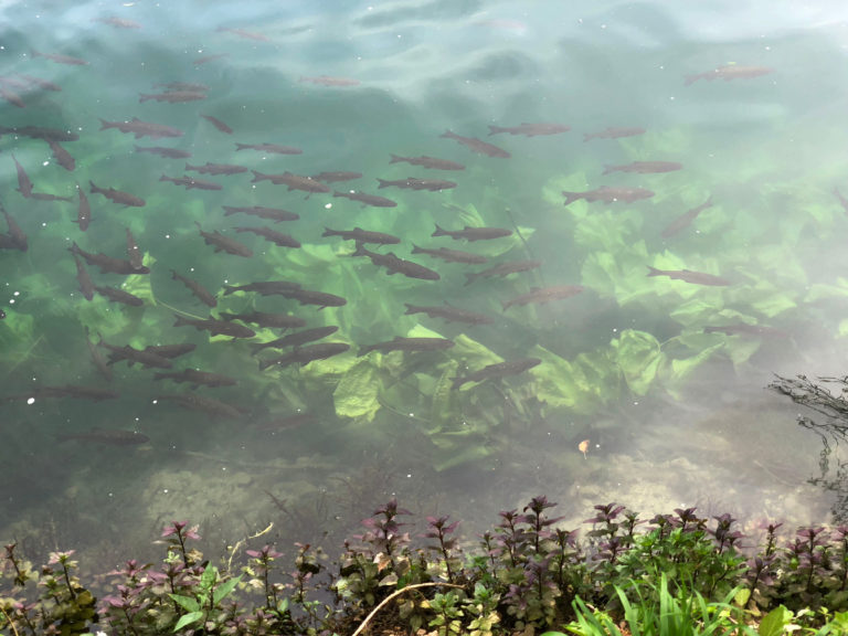 “Fish City” no Lago Huron