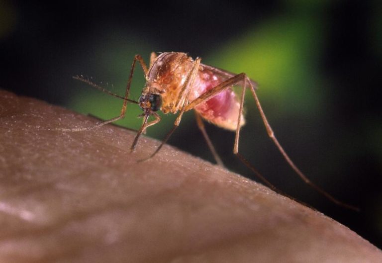 Espanha decreta estado de alerta em dois concelhos andaluzes devido a vírus do Nilo Ocidental