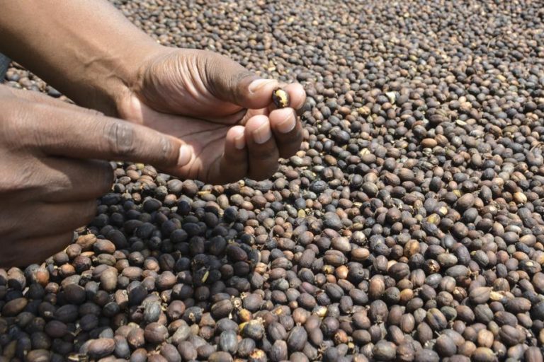 Cooperação Portuguesa apoia projetos para reforçar produção de mel e café em Moçambique