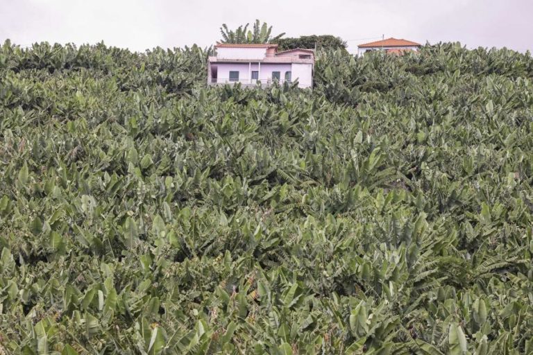 Comercialização de banana da Madeira com quebra de quase 20% no primeiro semestre
