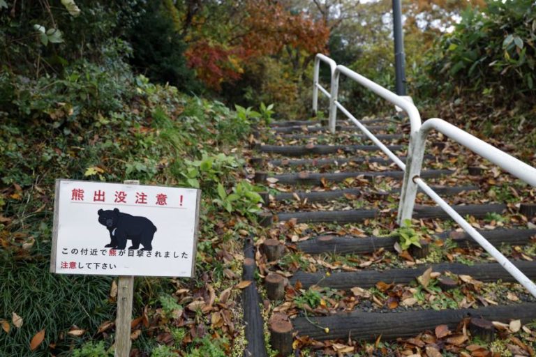 Japão instala 800 câmaras nas montanhas perante aumento de ataques de ursos