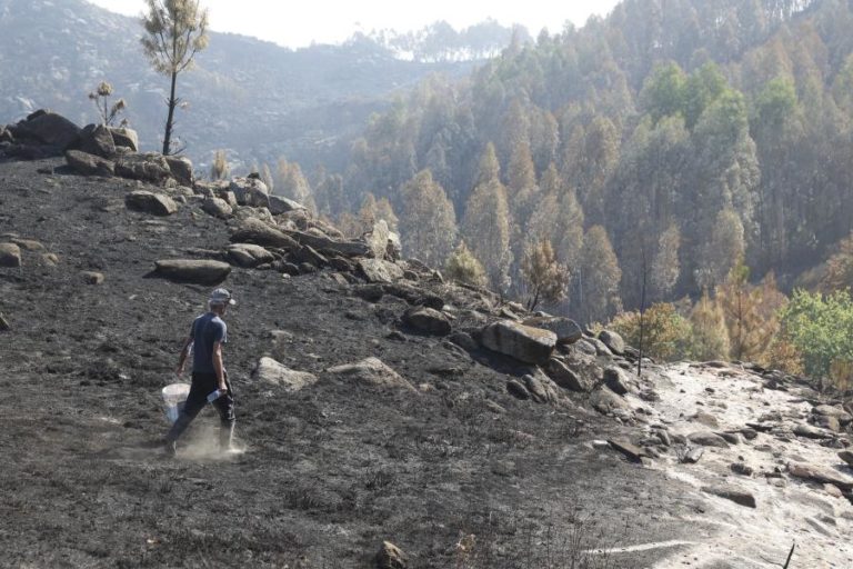 Oito concelhos de três distritos em perigo máximo de incêndio