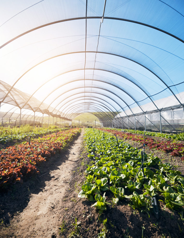 Ontário reforça proteção das terras agrícolas e limita compra por estrangeiros