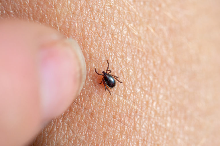Anaplasmose aumenta e reforça alerta sobre carraças no Canadá