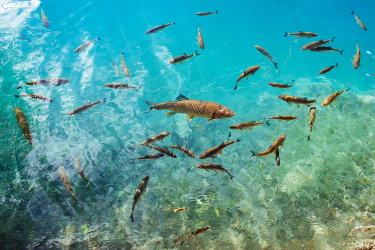U of Waterloo deteta fármacos em peixes de rios canadianos