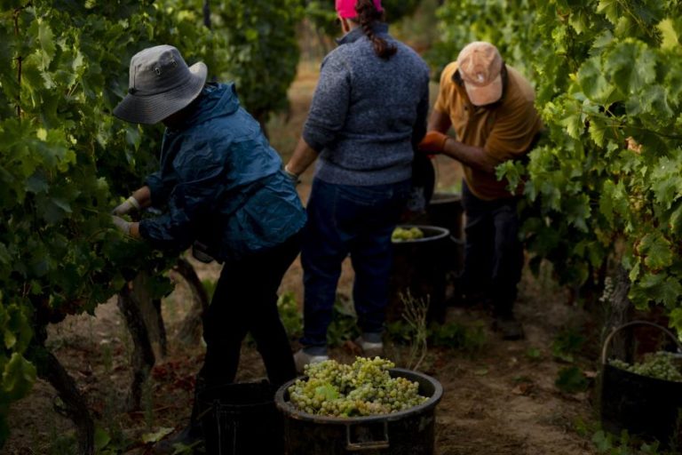 Vindima antecipada no Douro em ano que se prevê aumento de produção