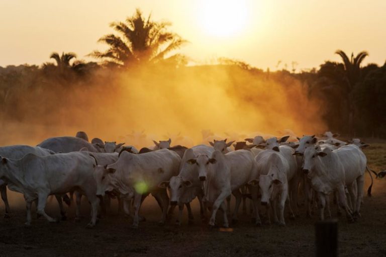 UE faz auditoria no Brasil para avaliar suspensão de exportações de produtos animais