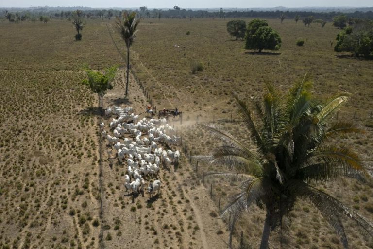 Brasil perdeu 14% da cobertura de vegetação nativa em 41 anos