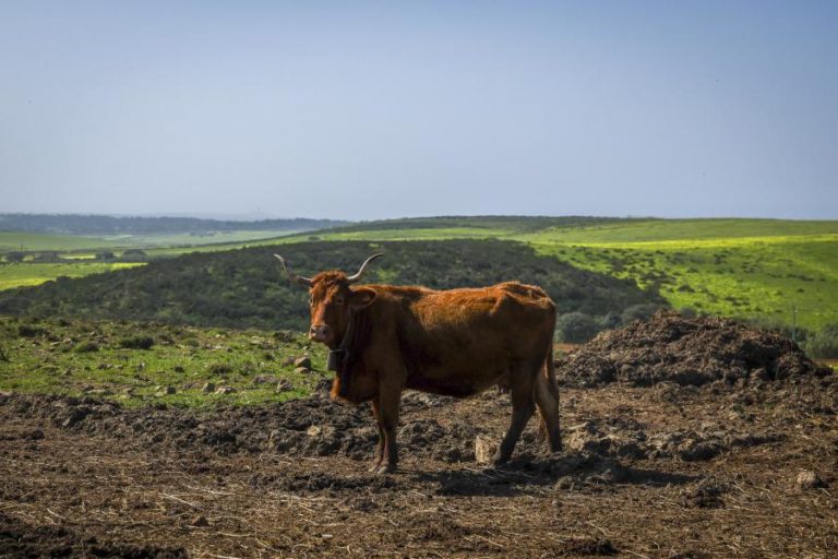 Brasil e Angola celebram acordo para acelerar desenvolvimento do agronegócio