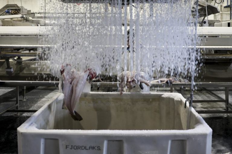 Bruxelas propõe cortes de até 88% para a pesca acidental de bacalhau