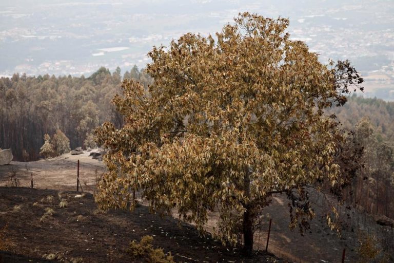 Incêndios: Fogo em Abrantes controlado