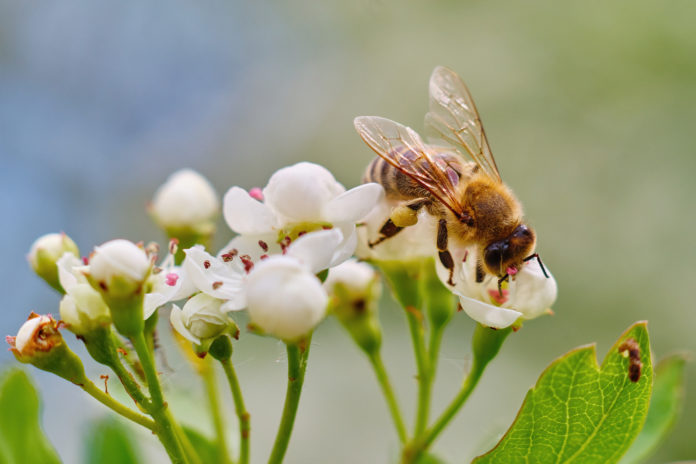 Close-up photo of a bee pollinating a white flower