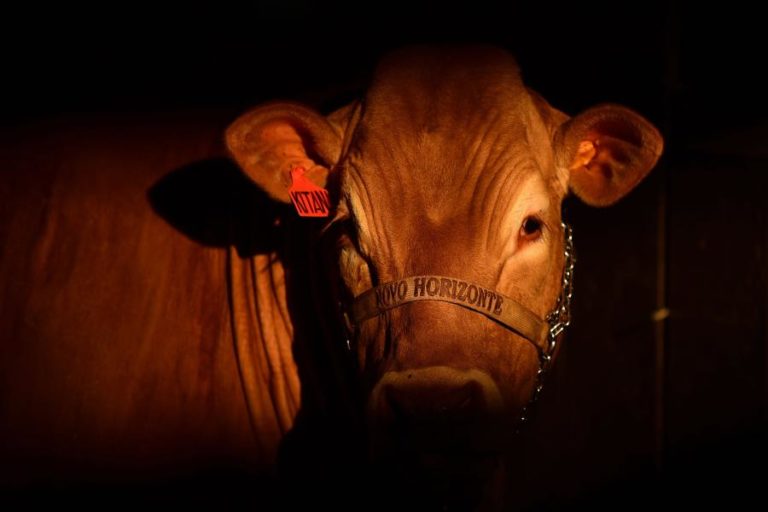 União Europeia suspende compra de carnes do Brasil a partir de quinta-feira