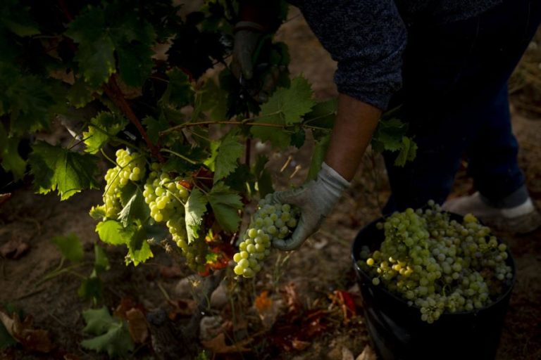 Apoio de 12ME para o Douro será pago em função da quantidade de uva por colher