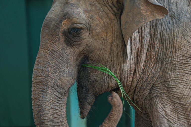 Cerca de 73% das espécies estão em declínio — WWF